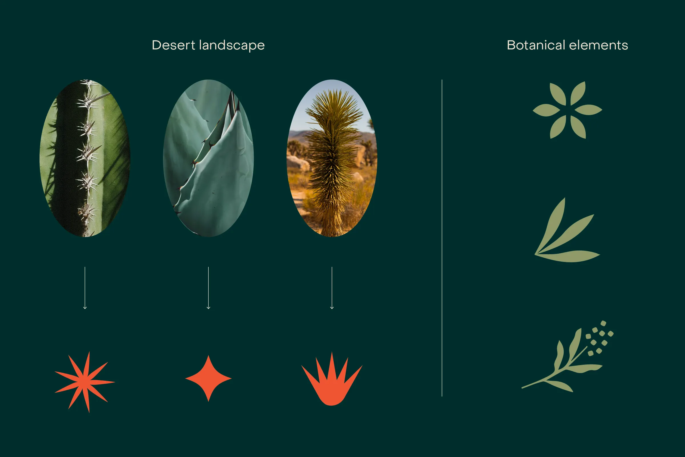 Visual language: desert plants turned into graphic shapes, alongside botanical leaf and flower elements